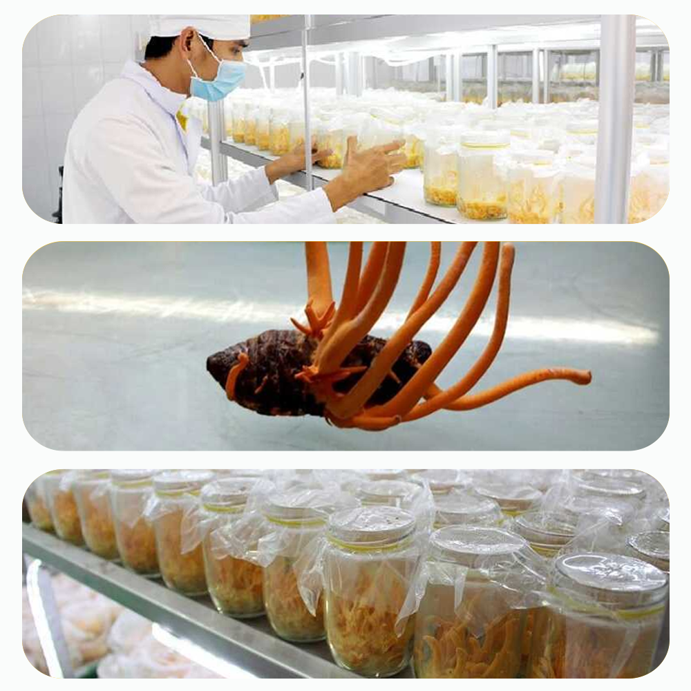 Đông trùng hạ thảo Toro 10g - tăng cường sinh lý, bồi bổ cơ thể, miễn dịch