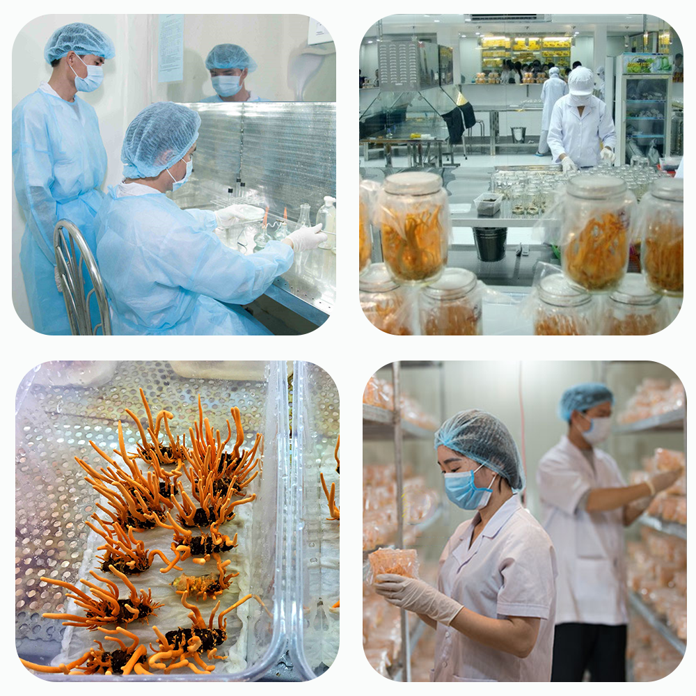 Đông trùng hạ thảo Toro 10g - tăng cường sinh lý, bồi bổ cơ thể, miễn dịch