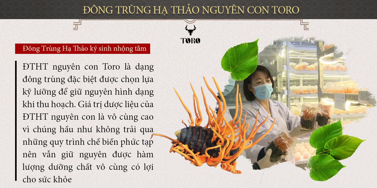 Đông trùng hạ thảo nguyên con 5g cao cấp bổ dưỡng tăng cường sức khỏe